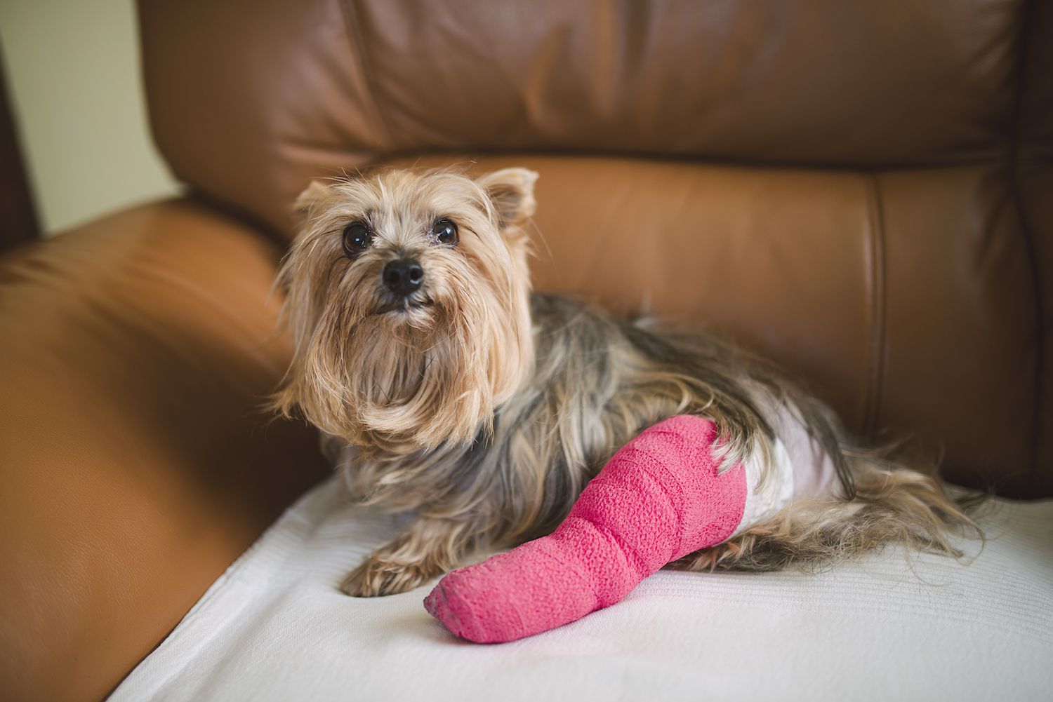 dog in cast