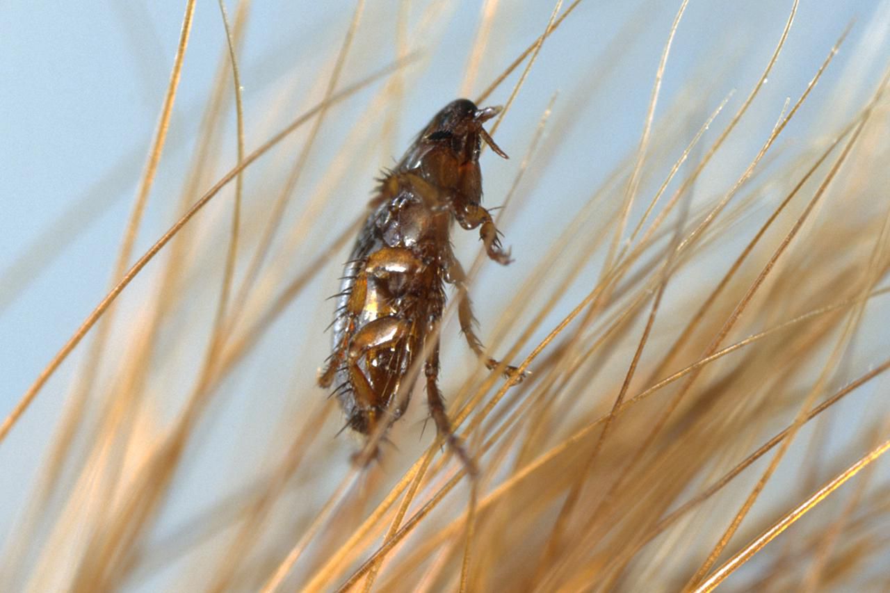 Flea on blade of grass, close-up