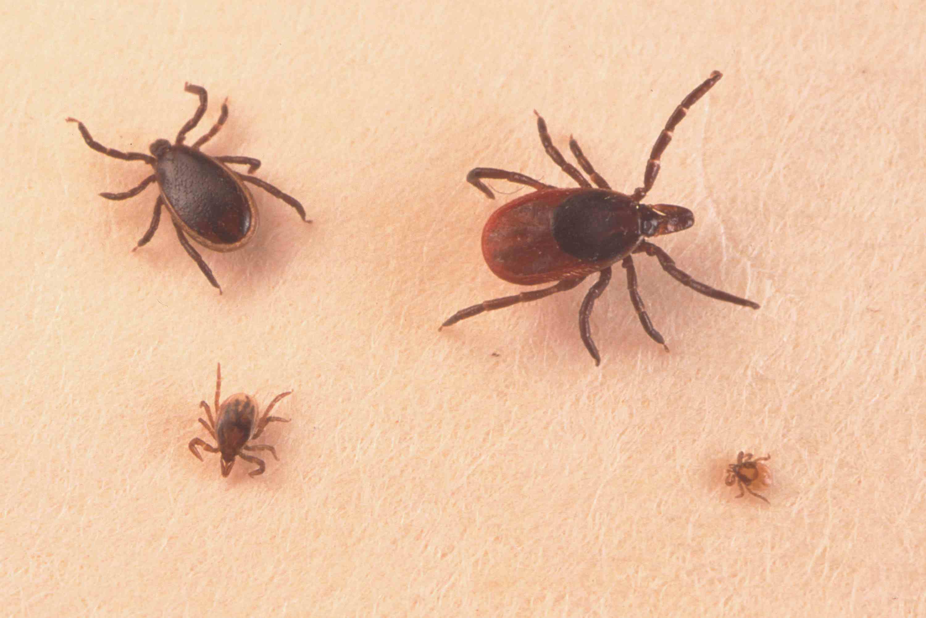 Pictures of Ticks