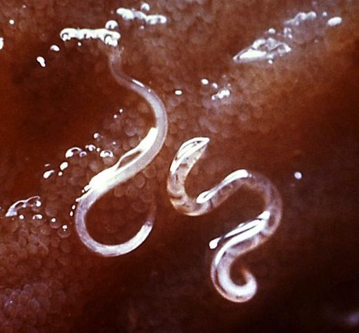 Canine hookworms - ancylostoma caninum