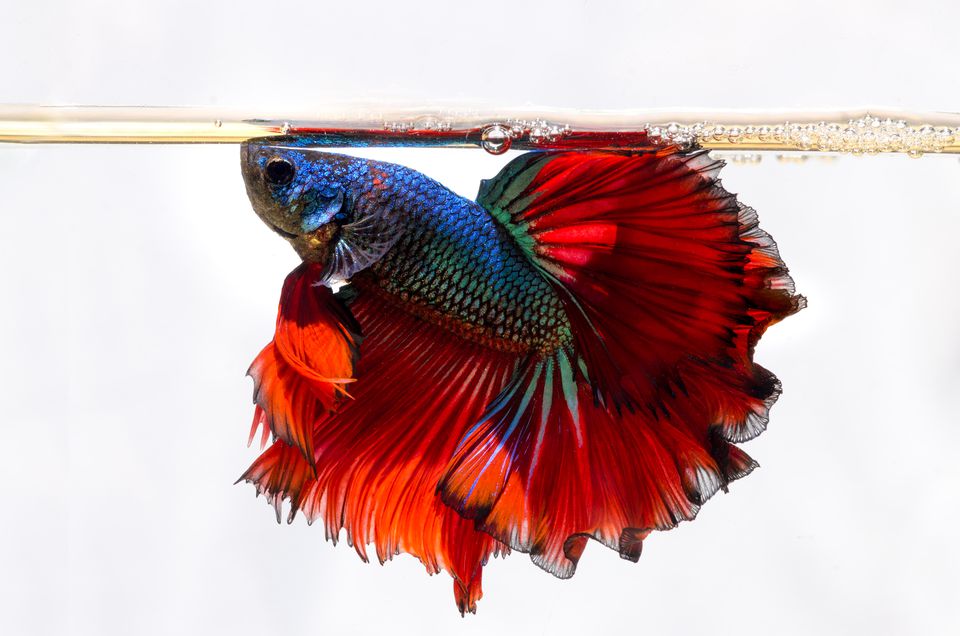 Siamese Fighting fish swimming against a white background.