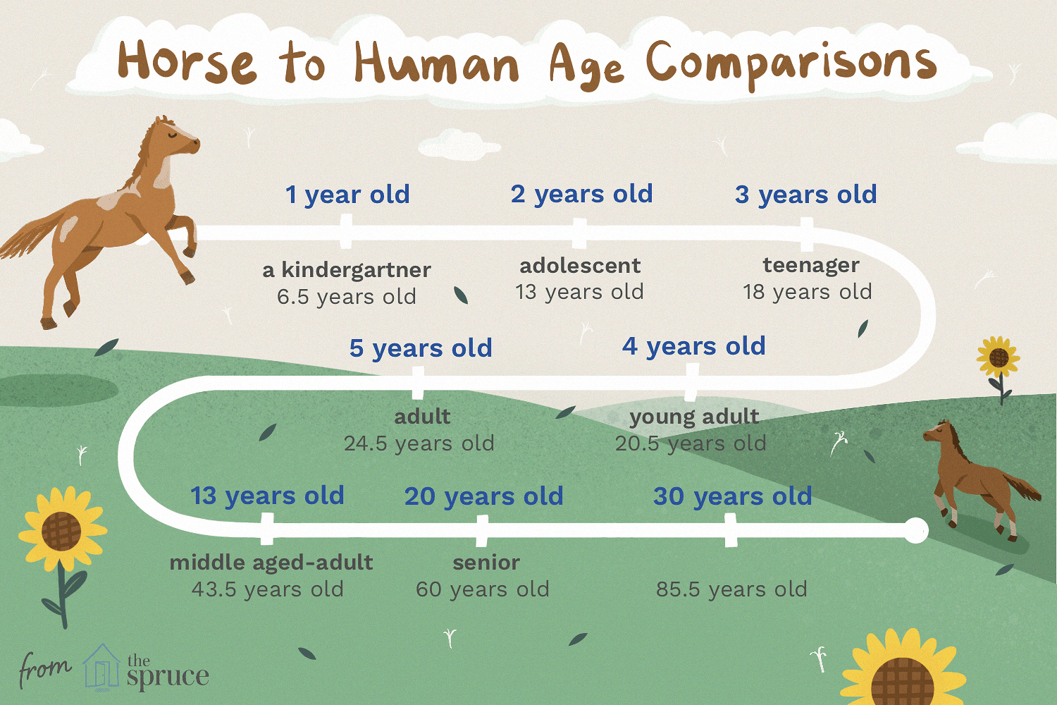 horse to human age comparisons illustration