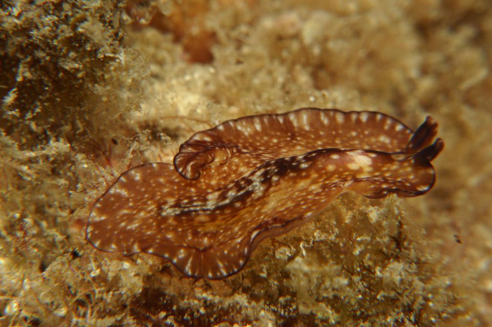 Brown Flatworm, Turbellaria, Kanula, Susac Island, Adriatic Sea, Croatia