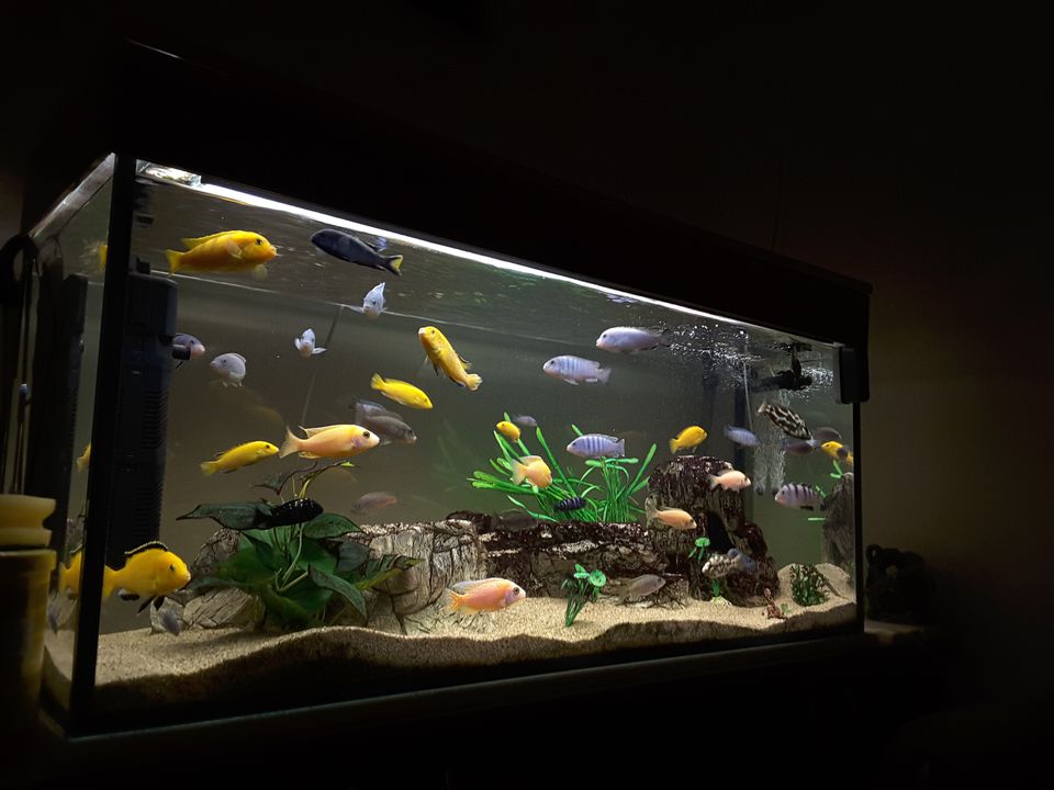 Fish Swimming In Aquarium At Home