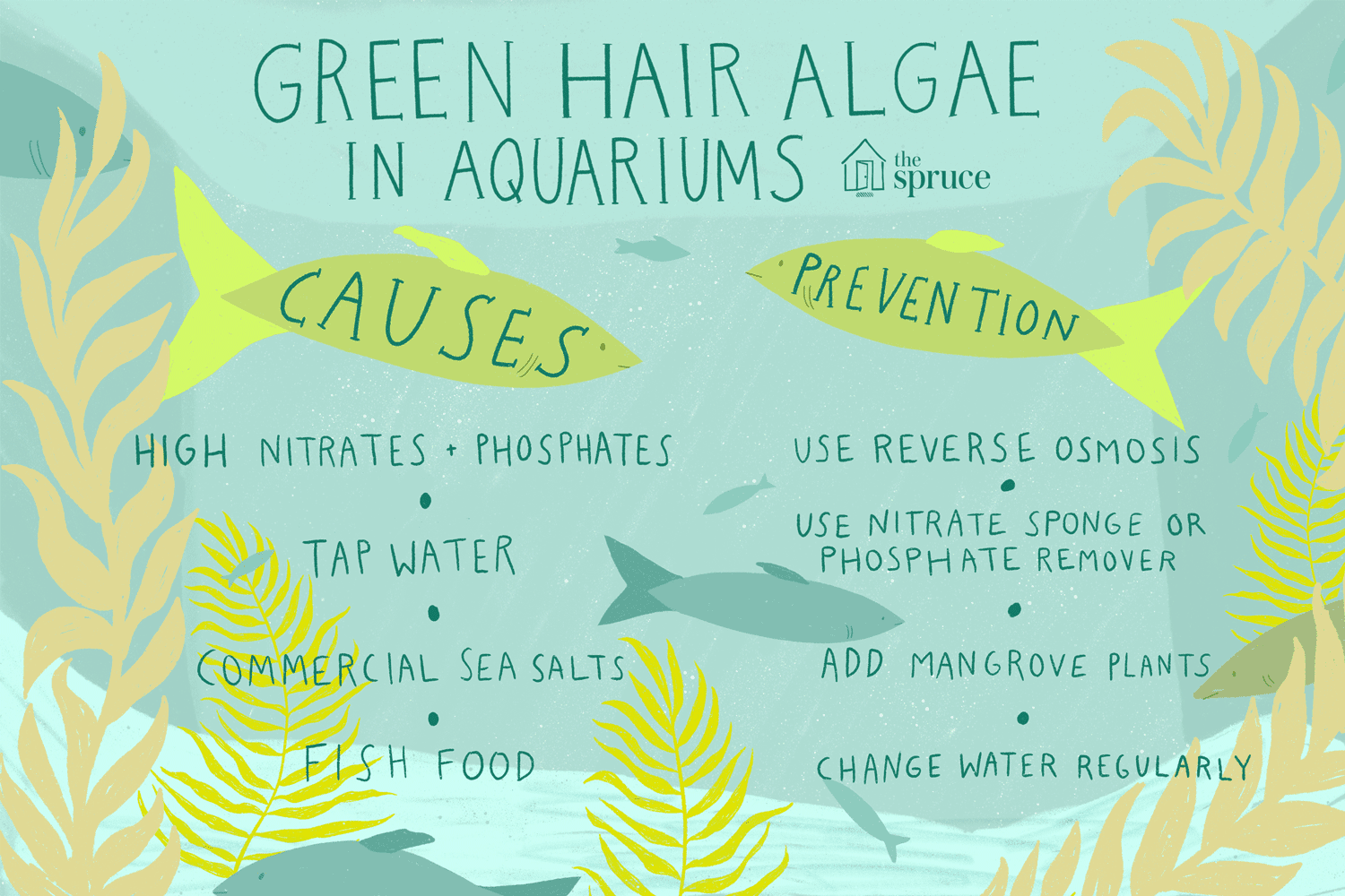 Green hair algae in aquariums: Causes and prevention