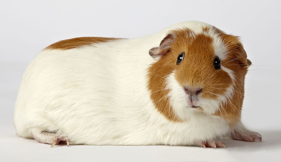 White and red guinea pig on white background