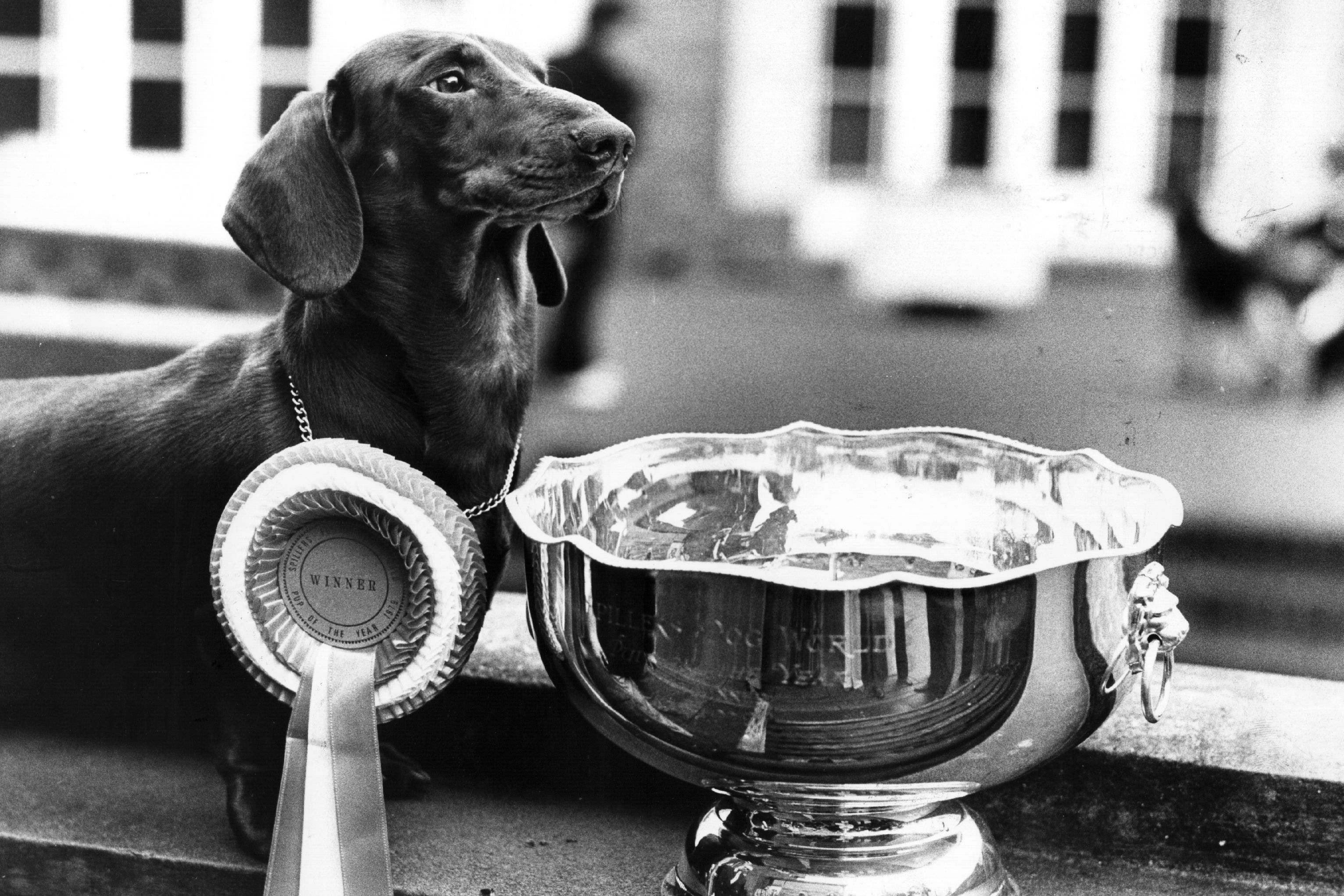 The 'Pup of the Year', a dachshund named Simon, with his trophy at London Zoo, 1979.