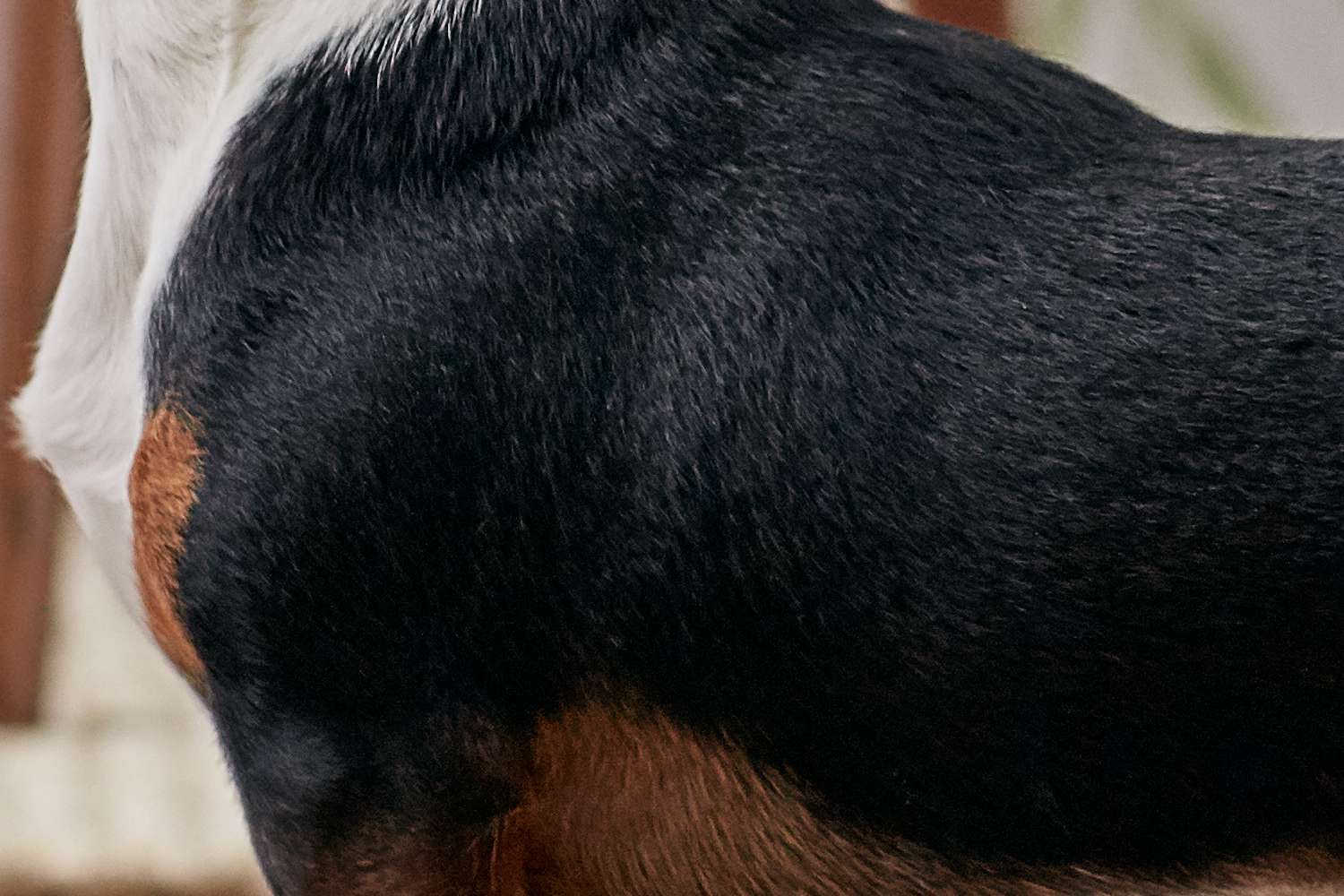 Closeup of a dachshund's fur