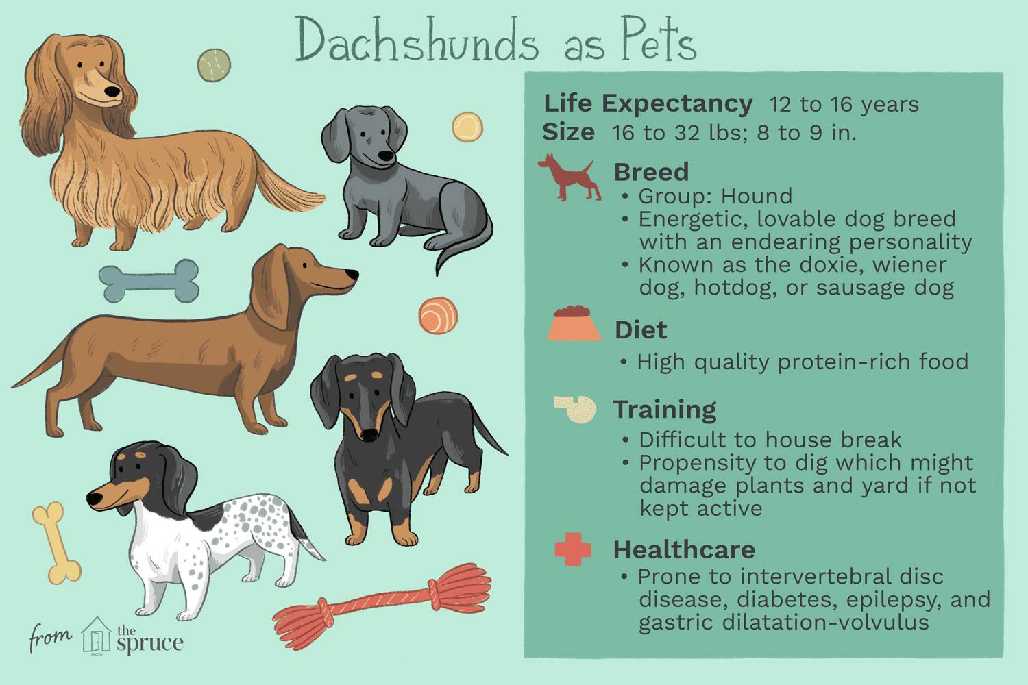 daschunds as pets illustration