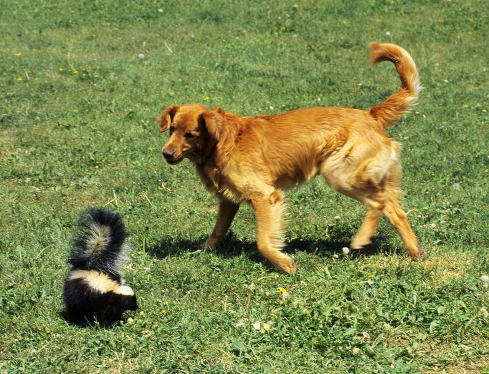 A doggie-skunk run-in