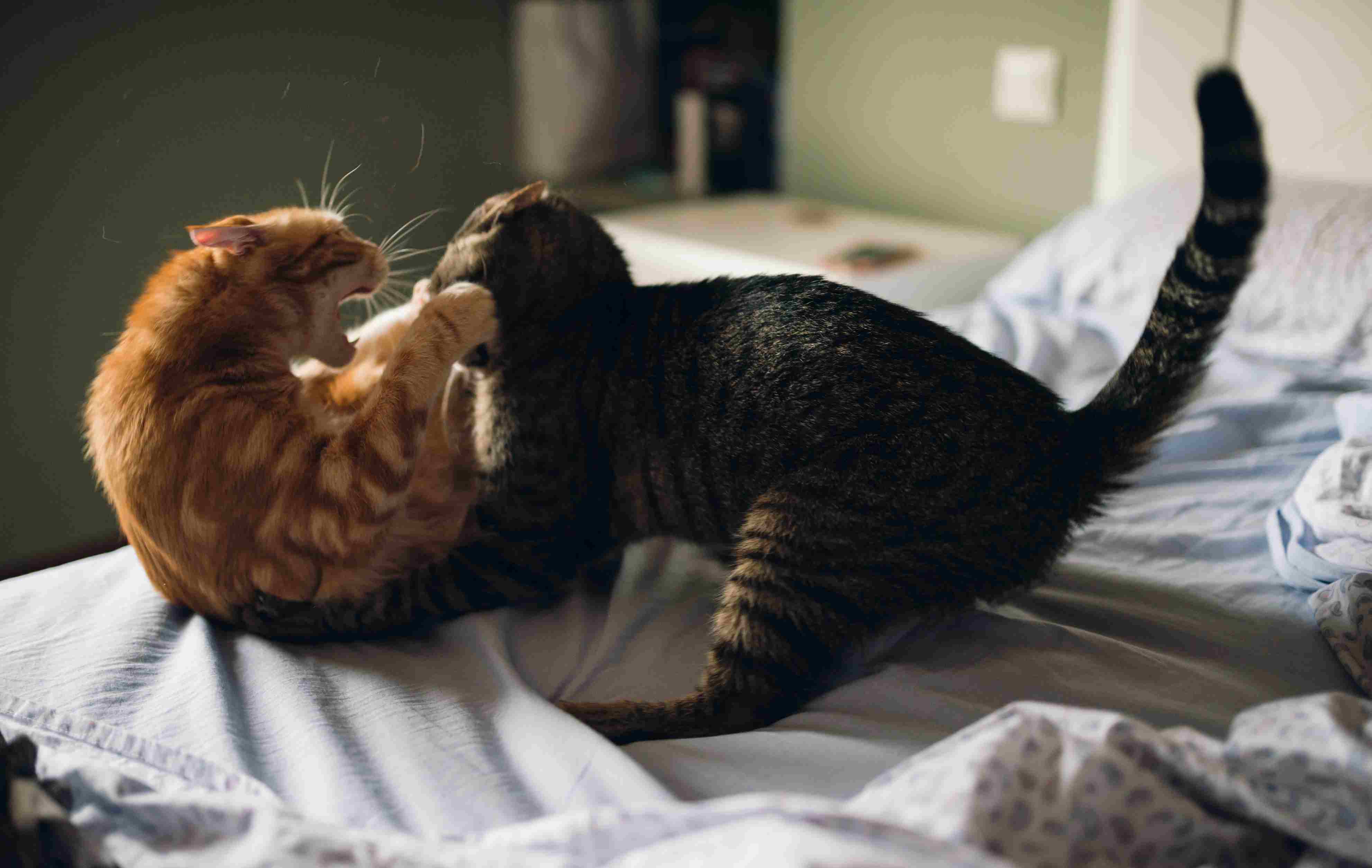 Two cats playing har on a bed