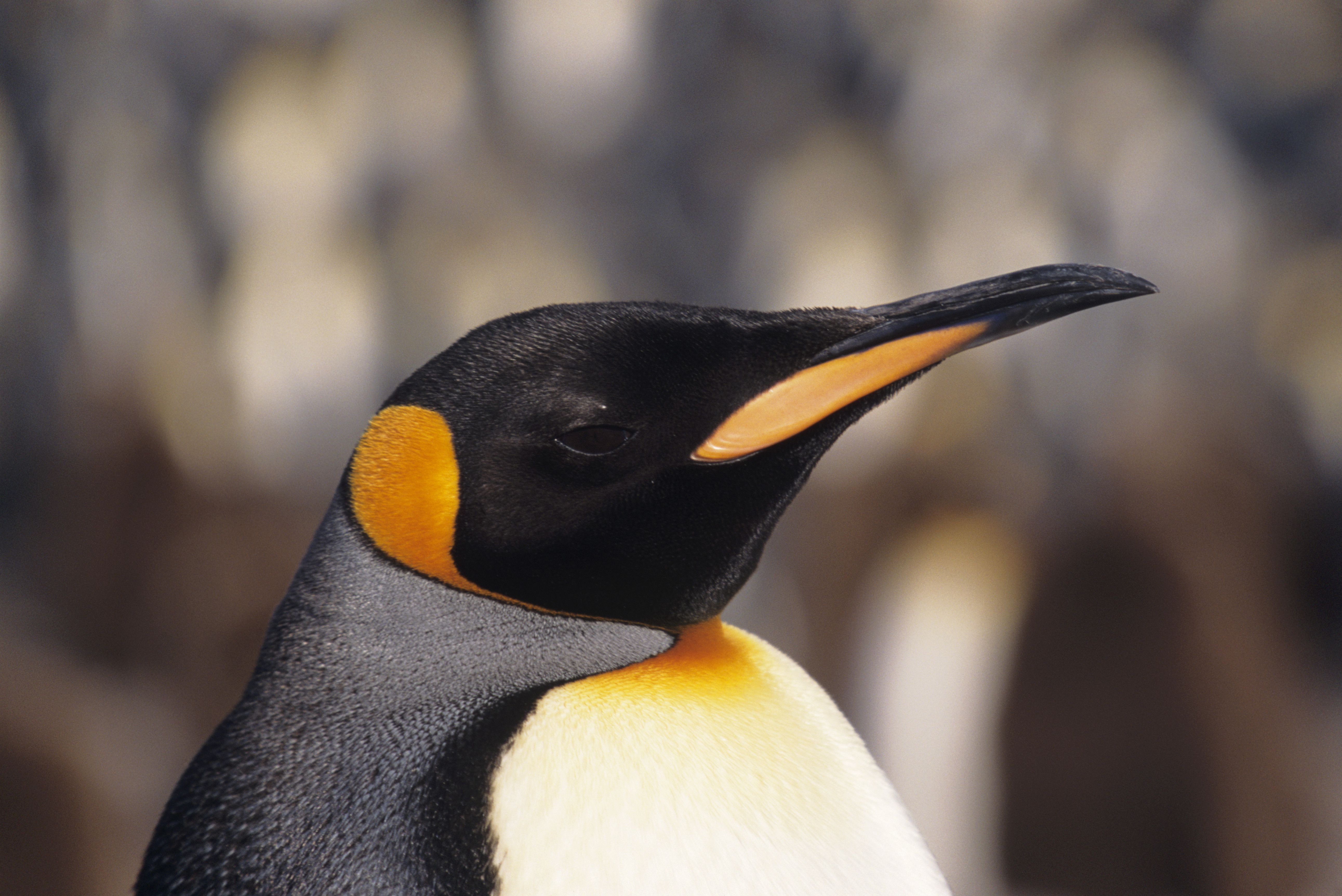 King penguin (Aptenodytes patagonicus), headshot