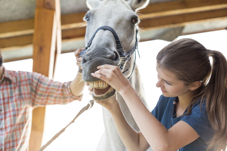 Vet checking horses teeth
