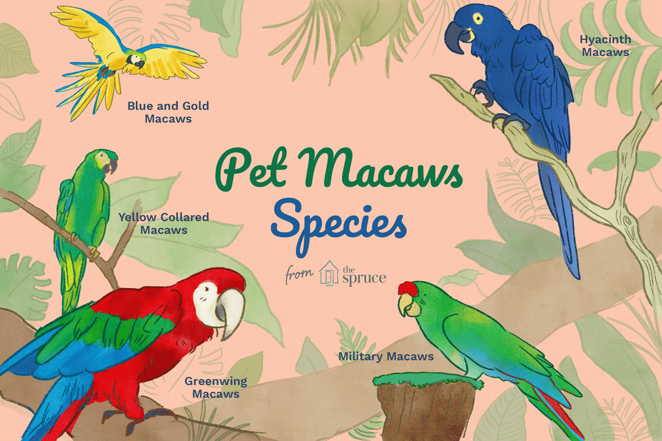 Illustration of popular pet macaw species