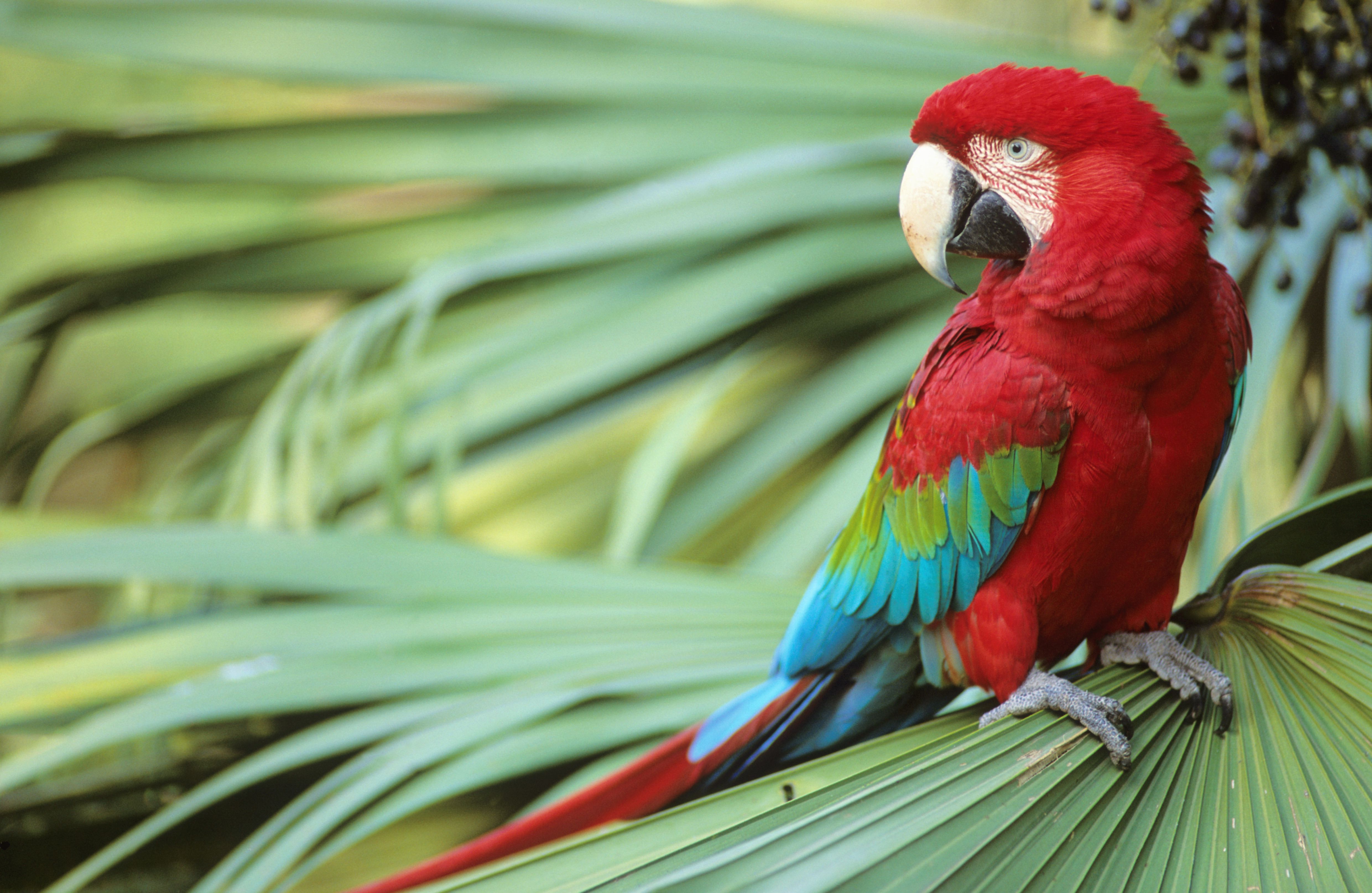 A close-up of Green-winged Macaw perched on a palm frond.