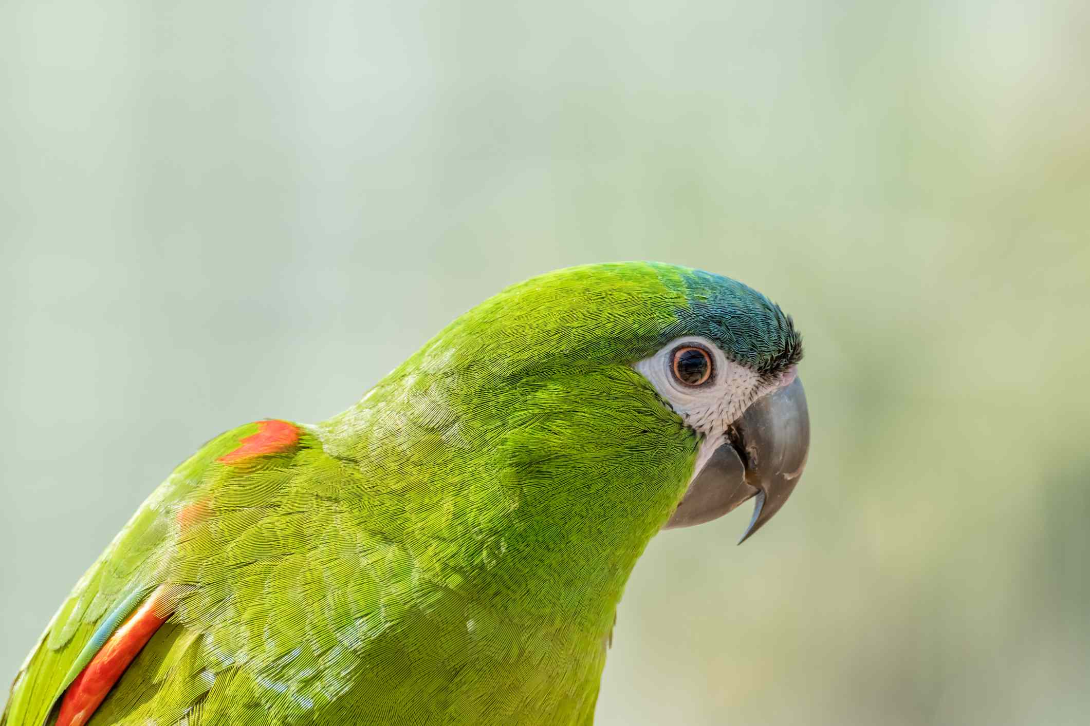 Close up photo of a Hahn's Macaw