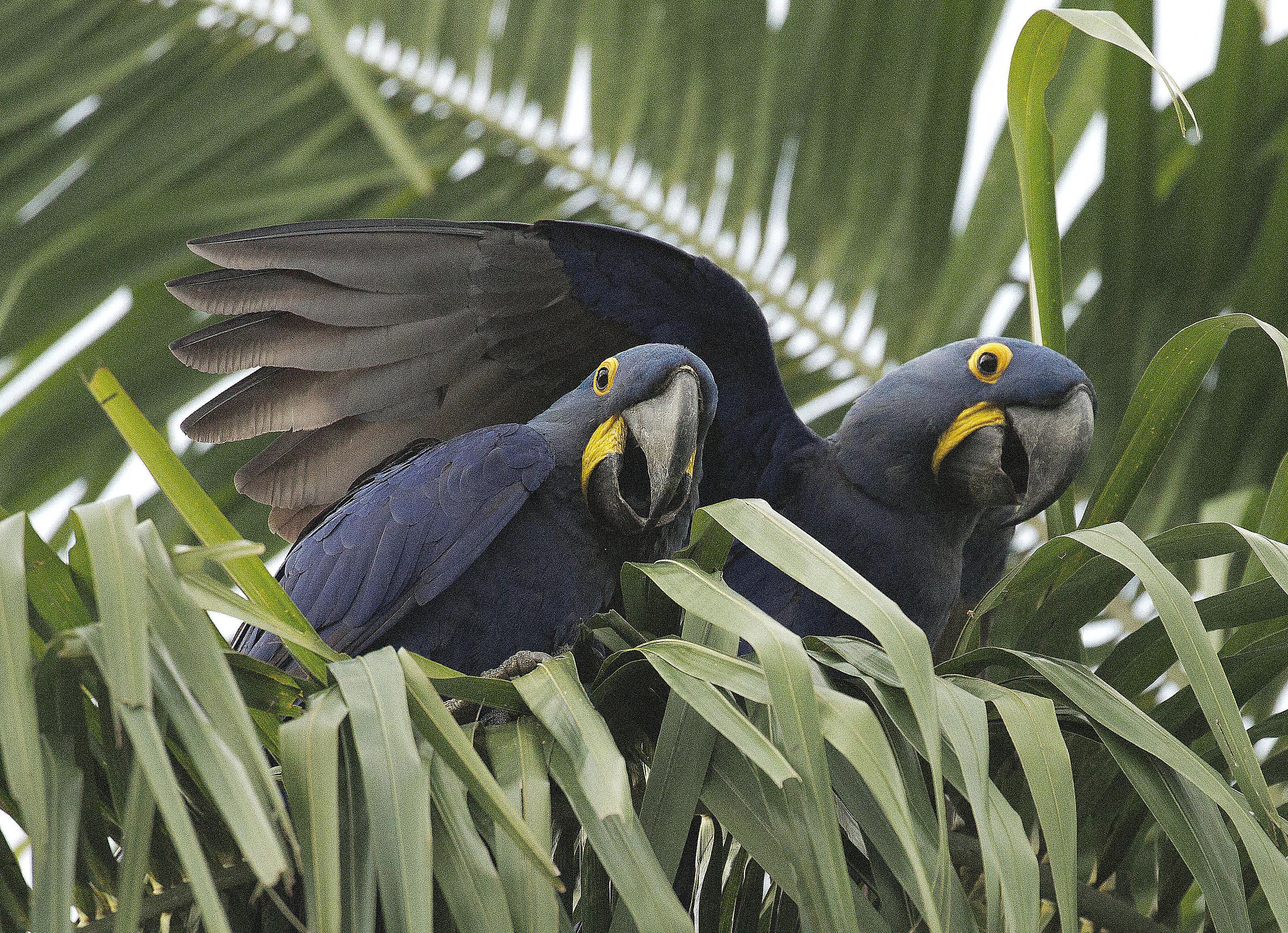 Hyacinth Macaws in palm tree.