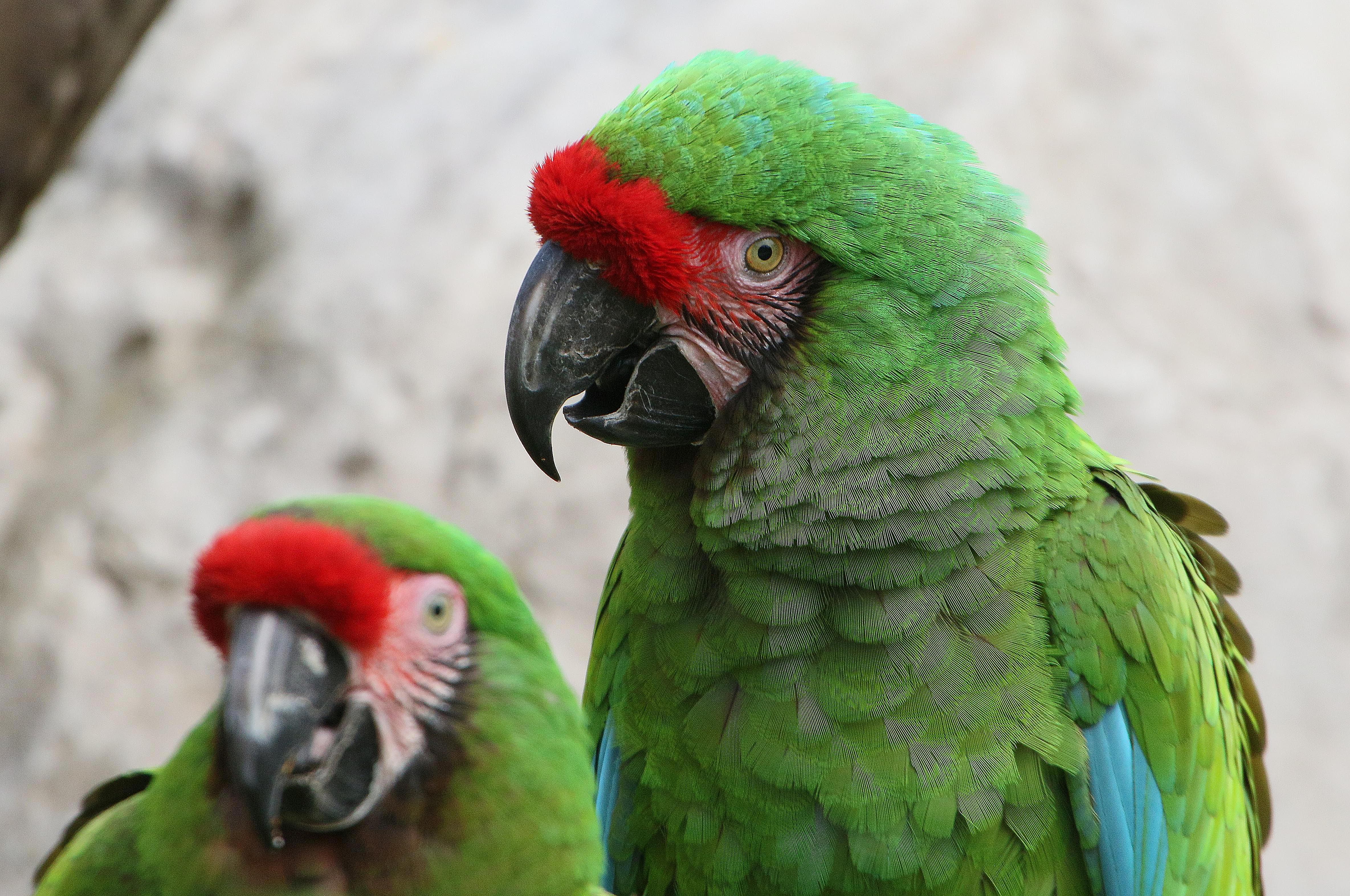 Military Macaw Duo