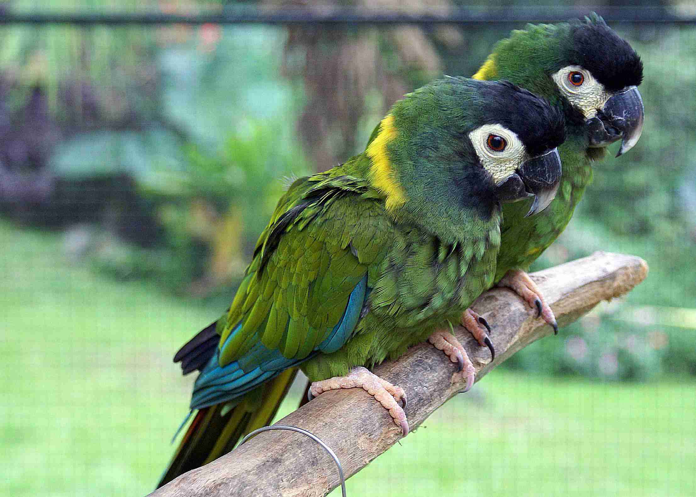 Two Yellow-collared Macaws