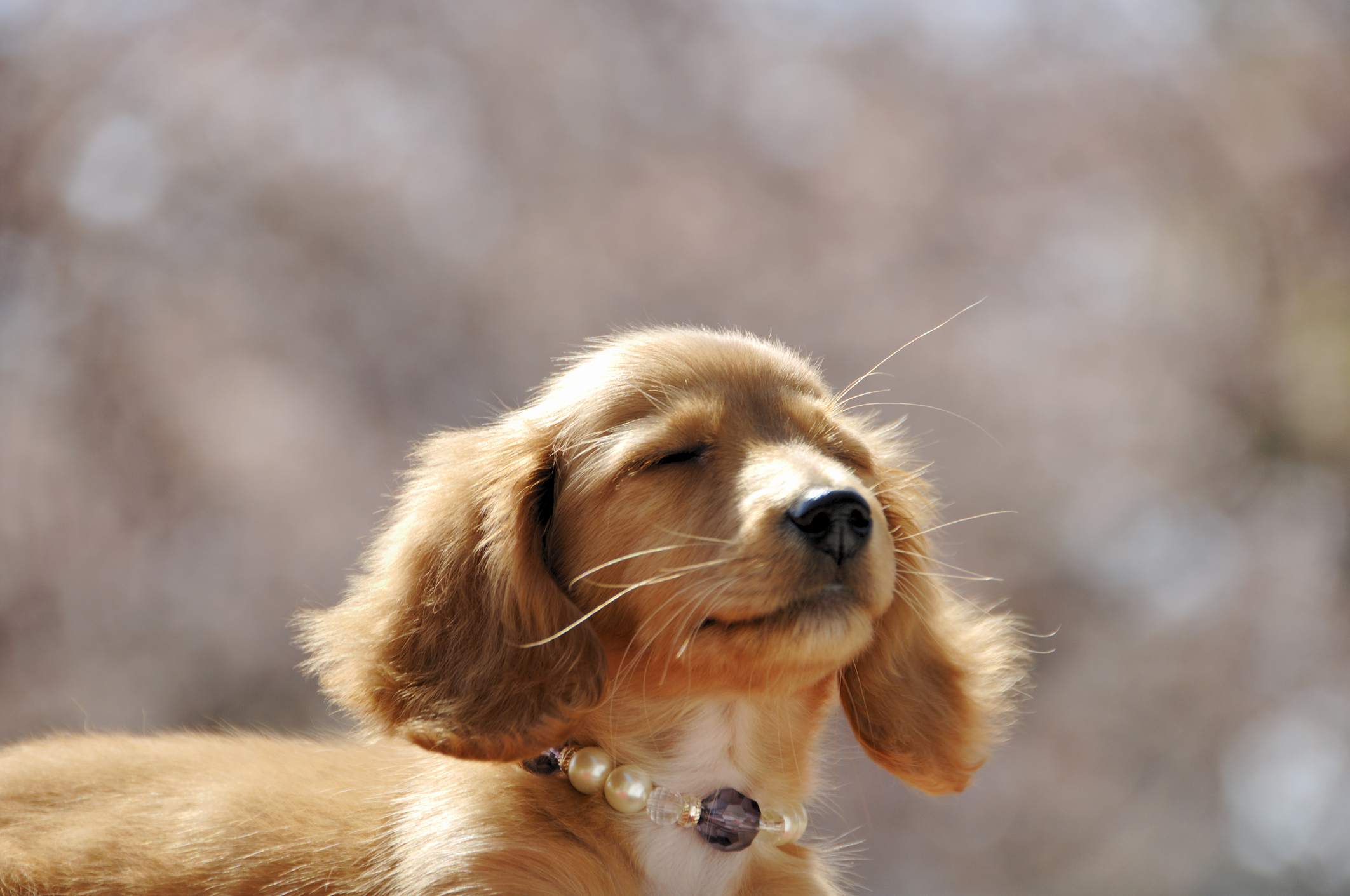 Miniature Dachshund with Eyes Closed