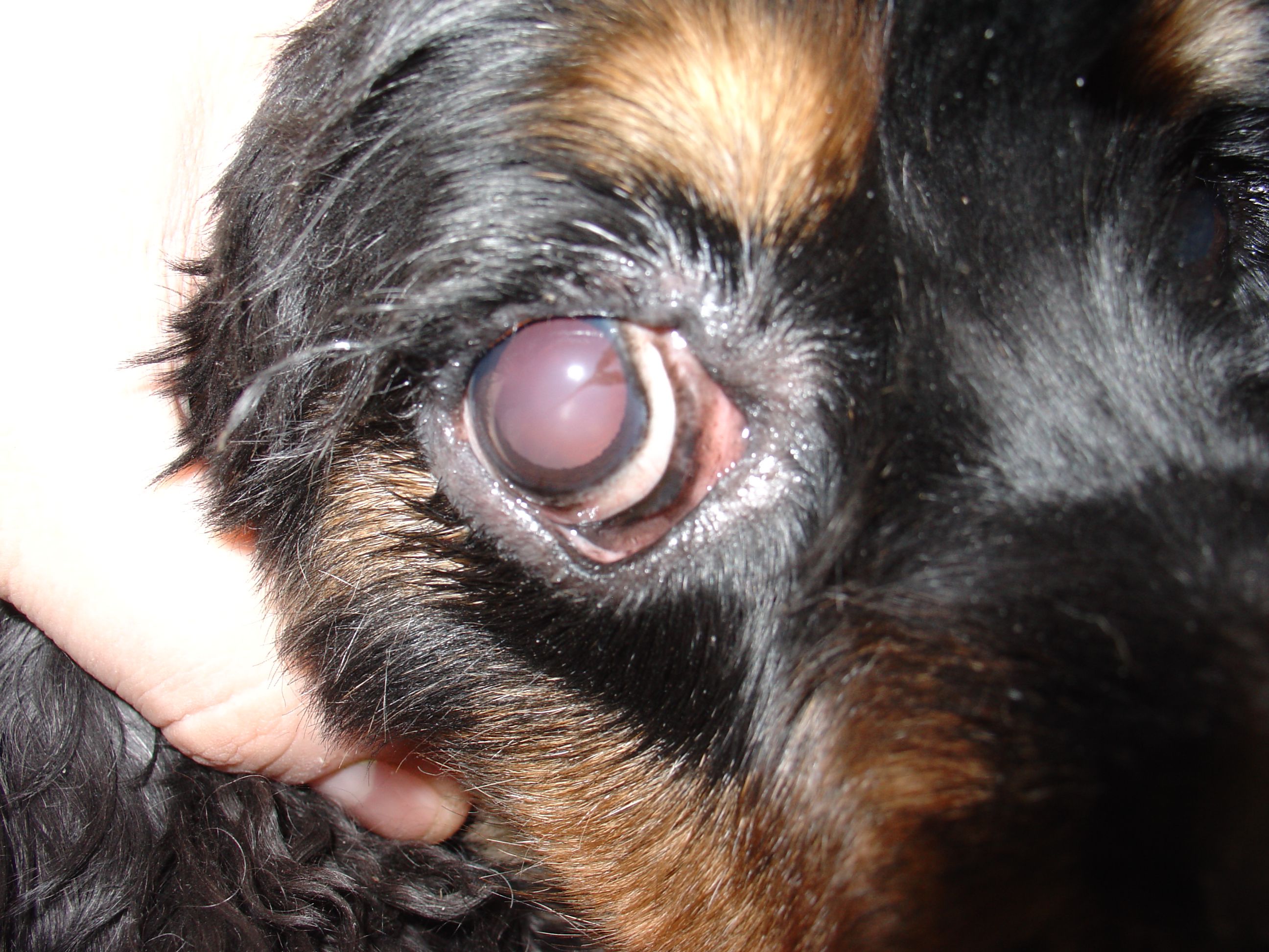 Lower lid ectropion in a four year old cocker spaniel