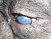 A dog with entropion of the lower eyelid. Scarring of the cornea has occurred in this case.