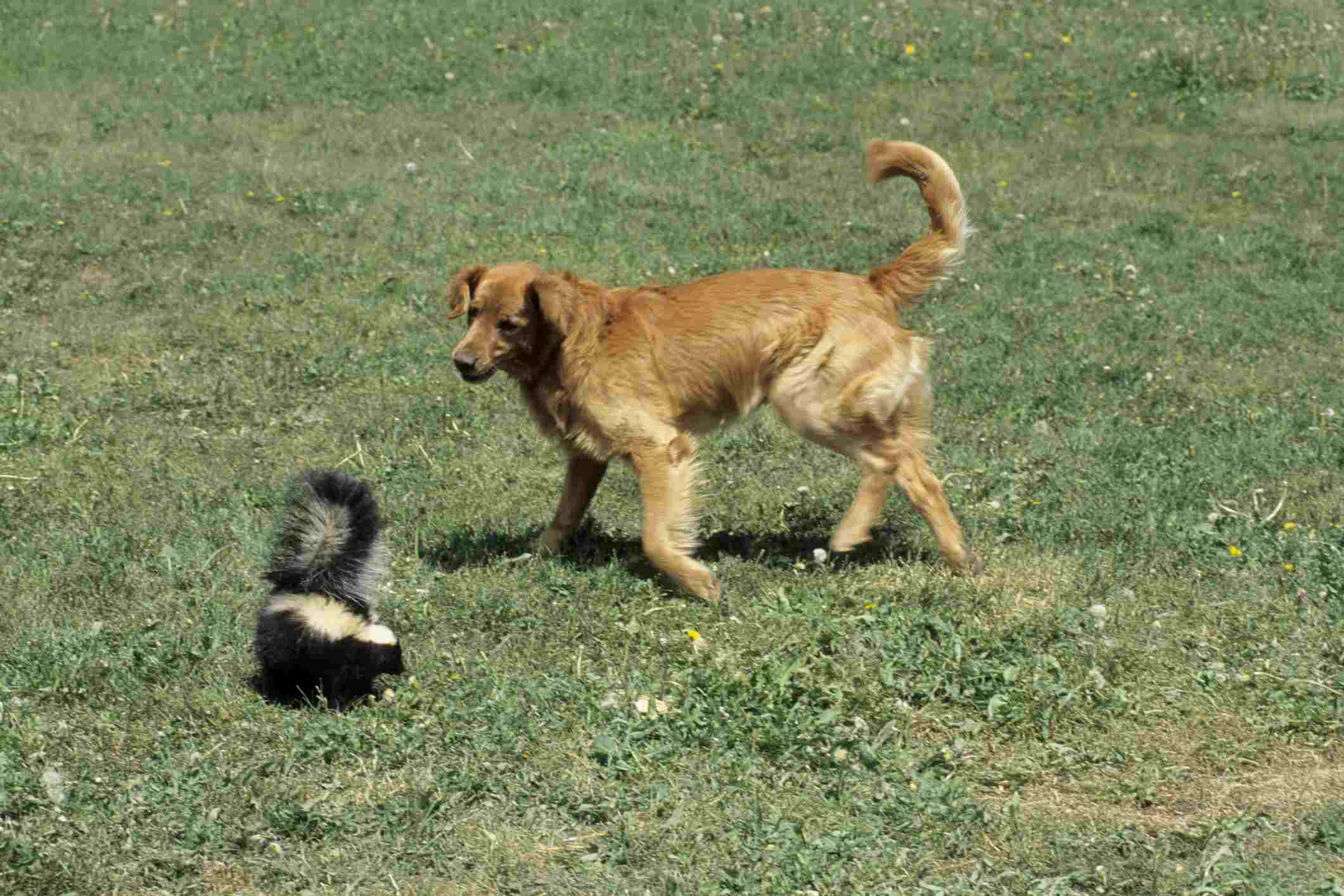 Striped Skunk, Mephitis mephitis, in defensive posture trying to spray dog