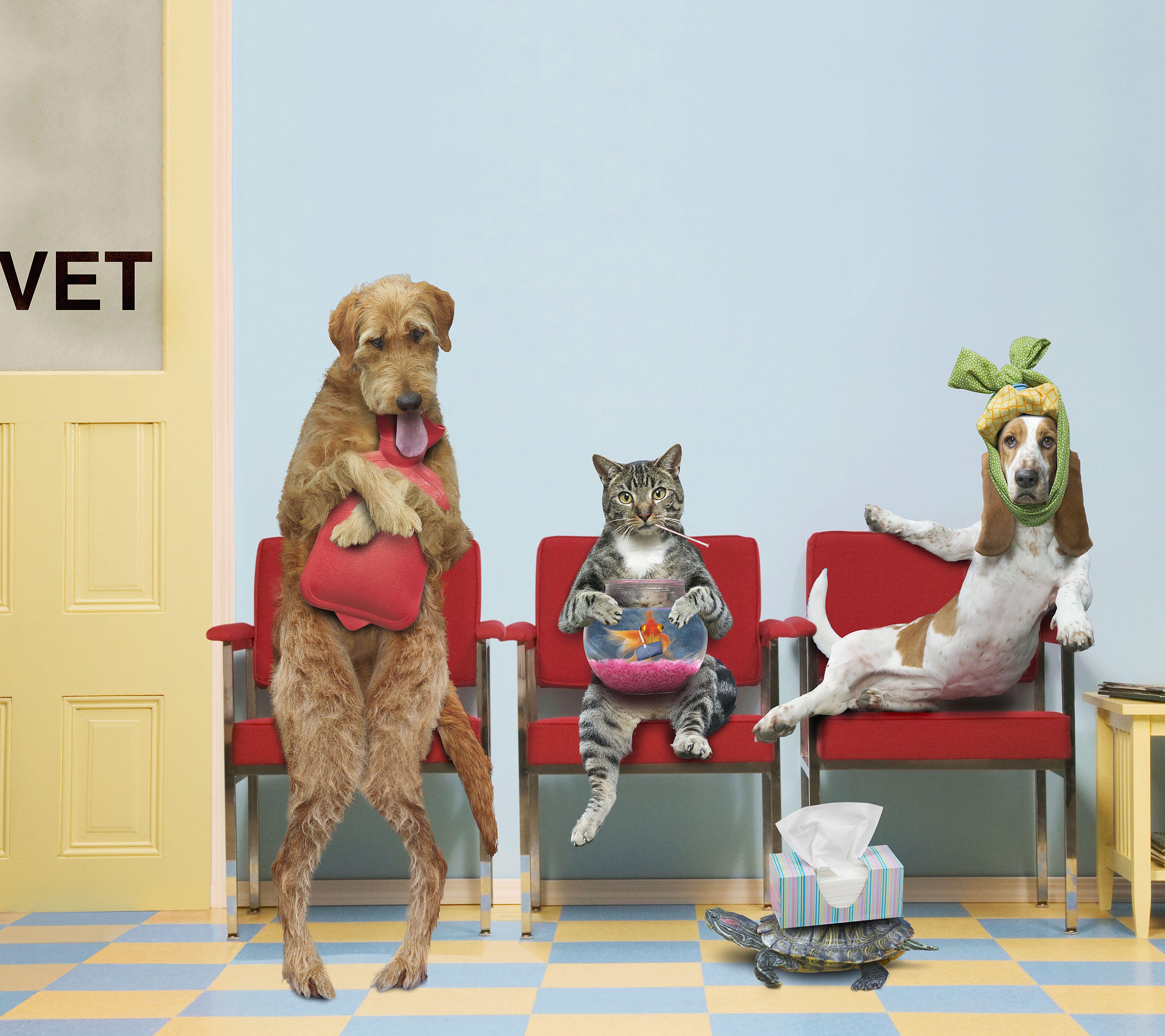 Dogs in veterinary waiting room (illustration)