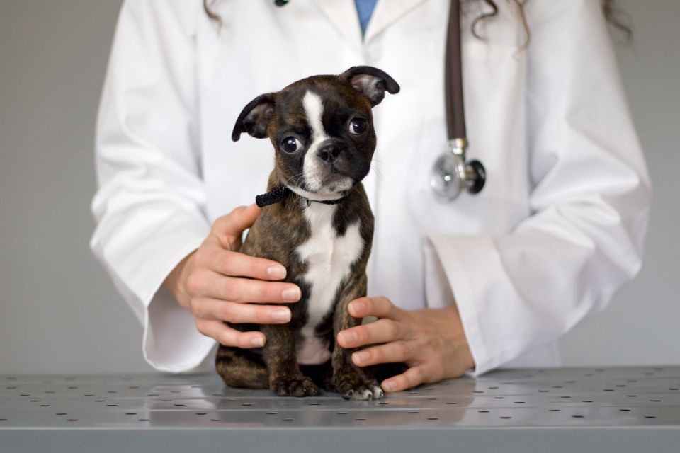 Puppy on table with doctor holding it.
