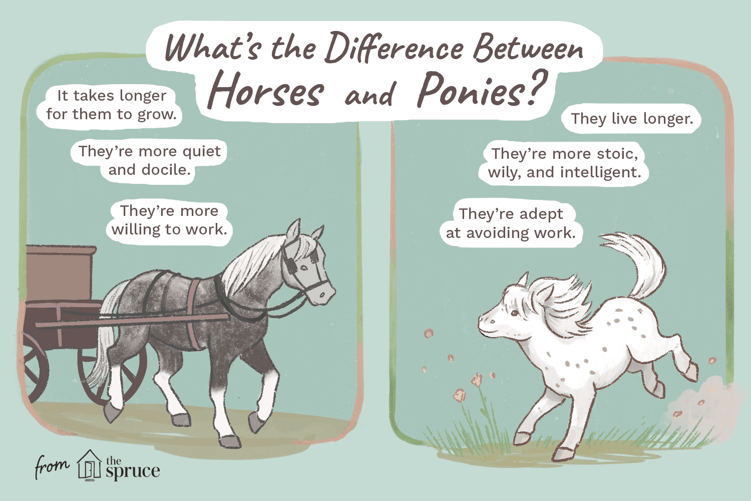 difference between horses and ponies illustration