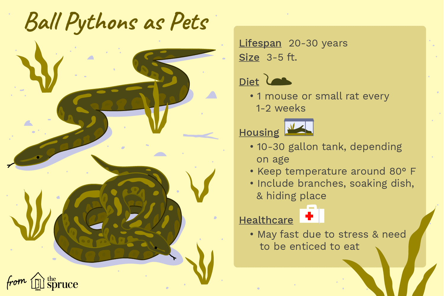 ball pythons as pets