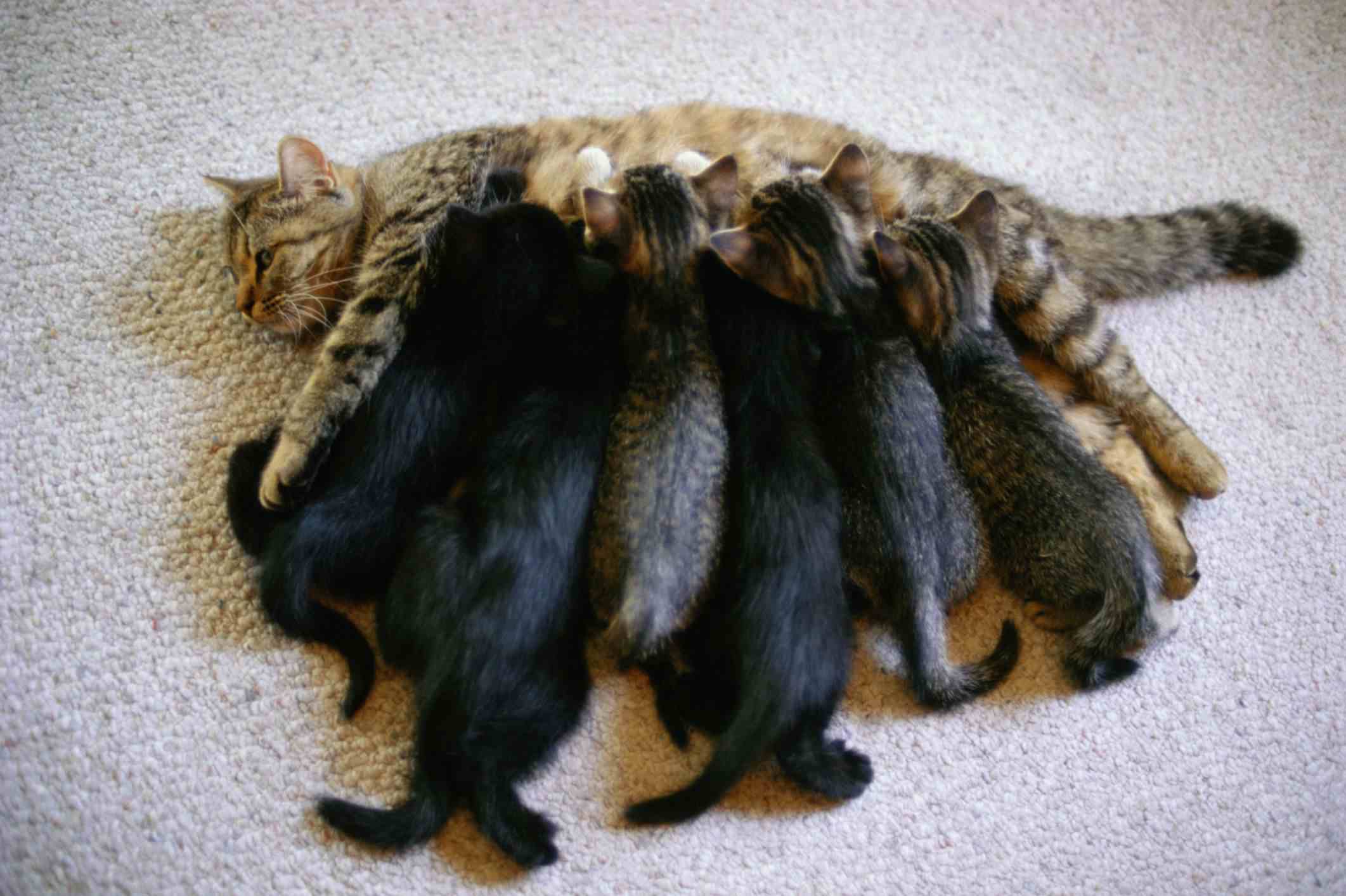 Photo of a Litter of Kittens Nursing