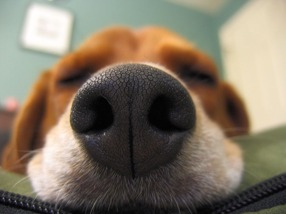 Close up of sleeping dog's nose.