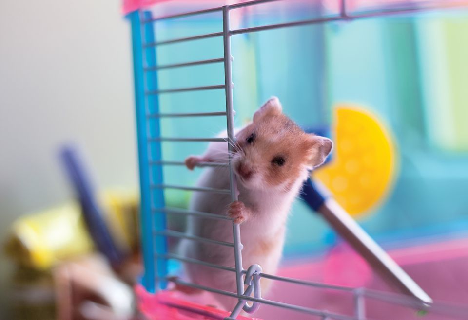 Pet mouse in cage