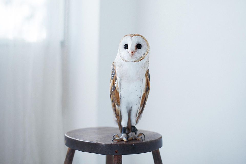 Owl perched on stool
