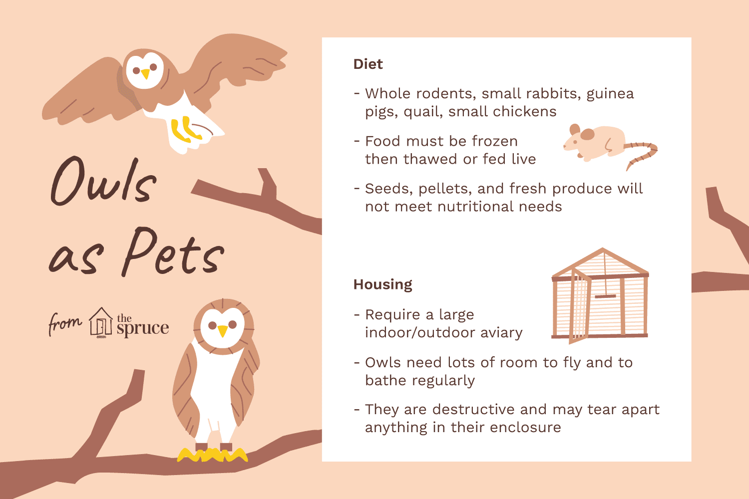 illustration of owls as pets—care sheet
