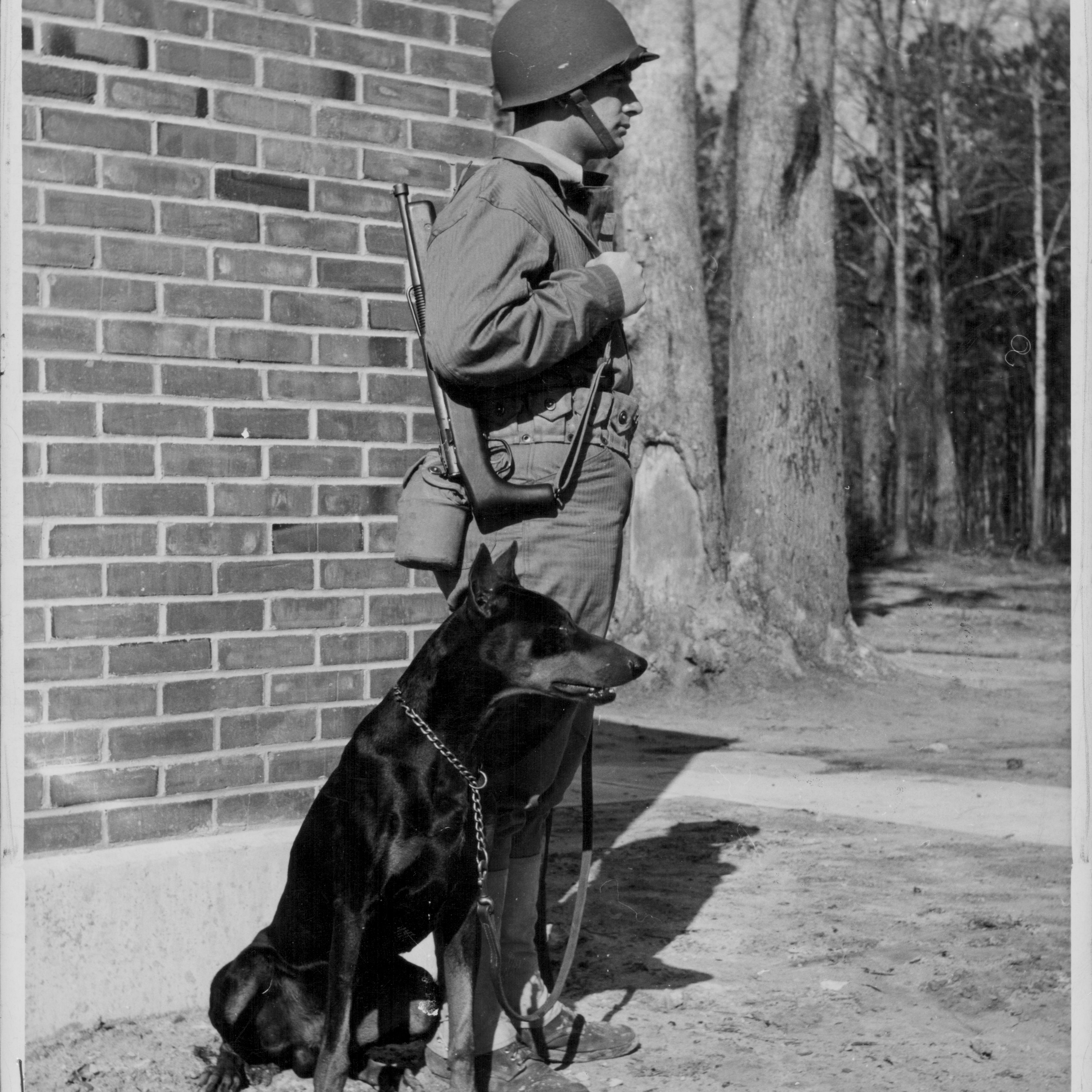 Private 'Jan', an enlisted Doberman, being trained at Marine Corps Base Camp Lejeune during World War Two, North Carolina, USA, circa 1941-1945.