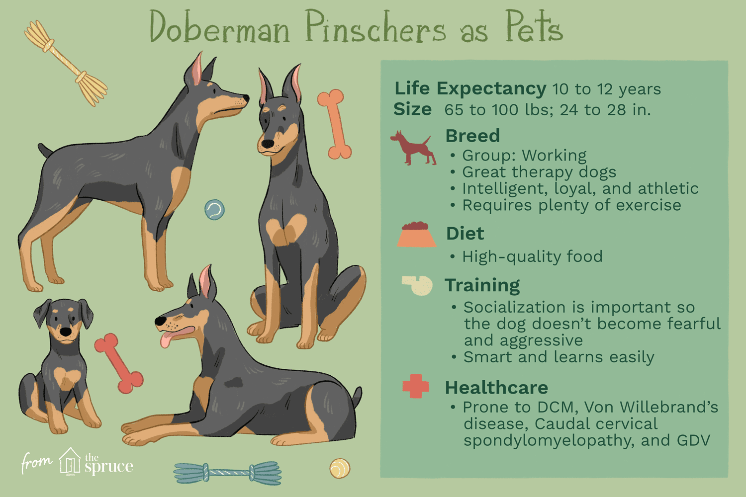 doberman pinschers as pets illustration