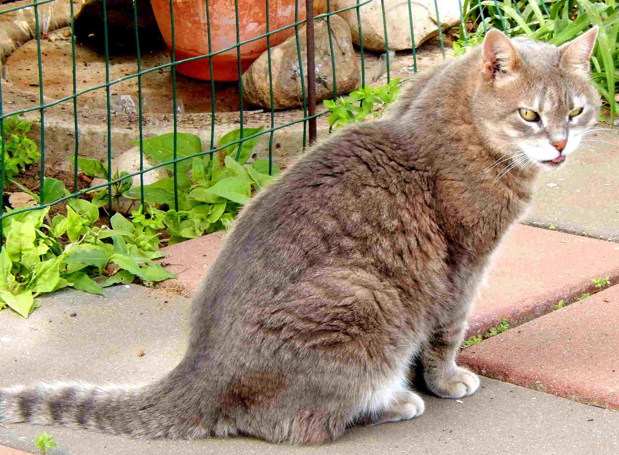 Gray cat sitting in a yard