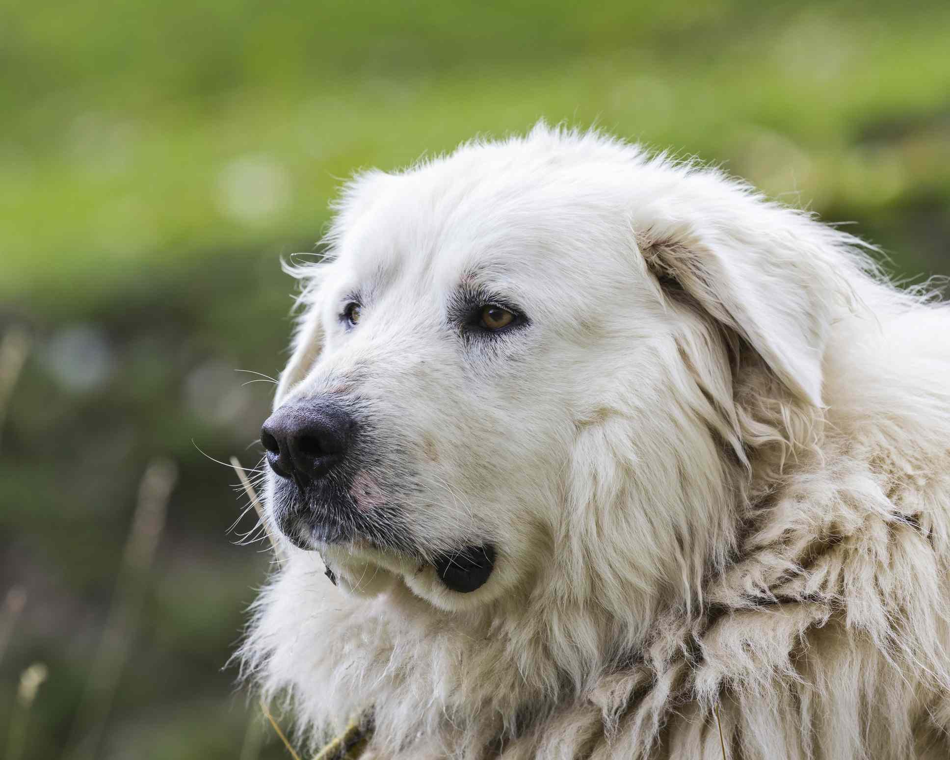 Great Pyrenees headshot against blurred green background