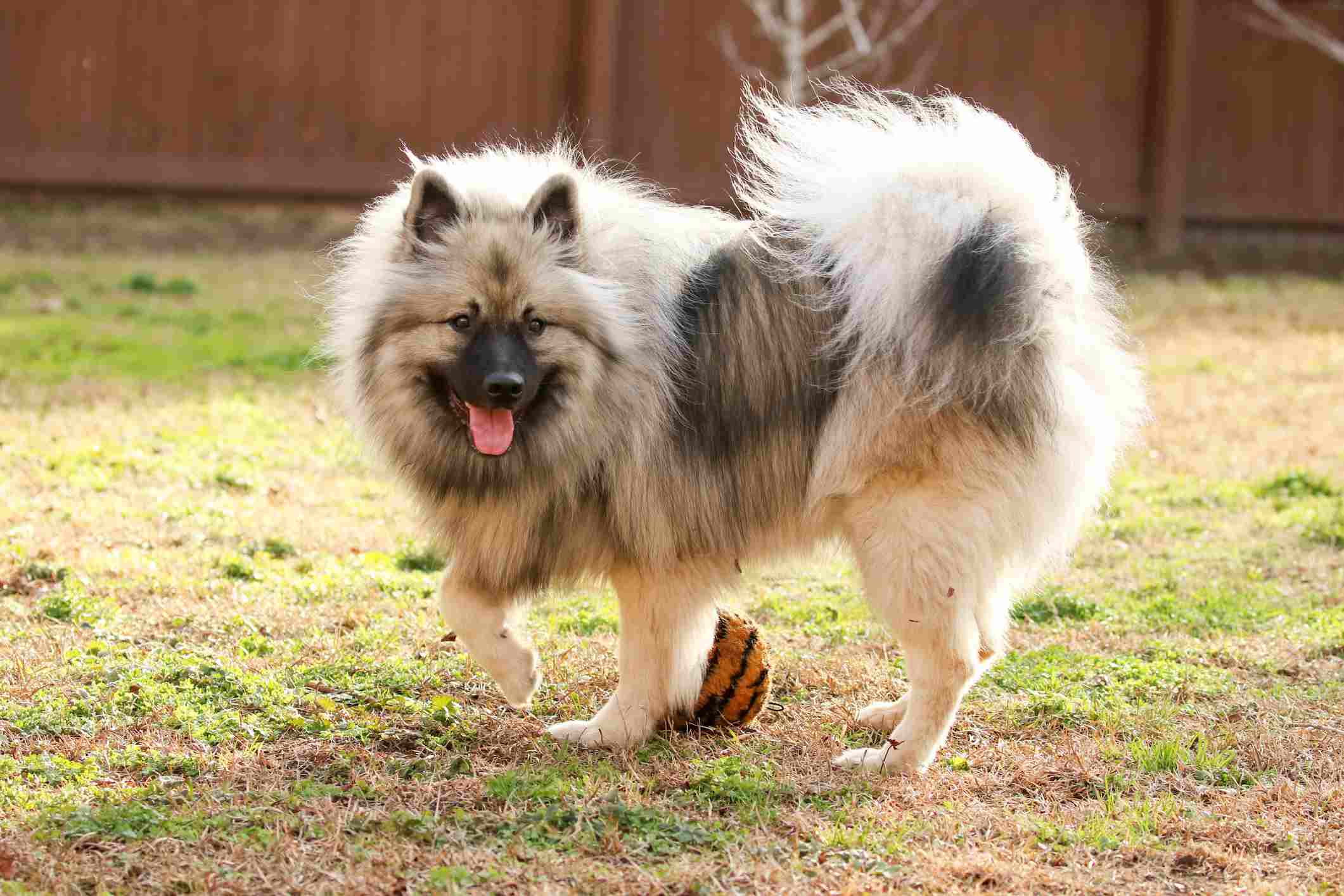 Keeshond plays with ball.