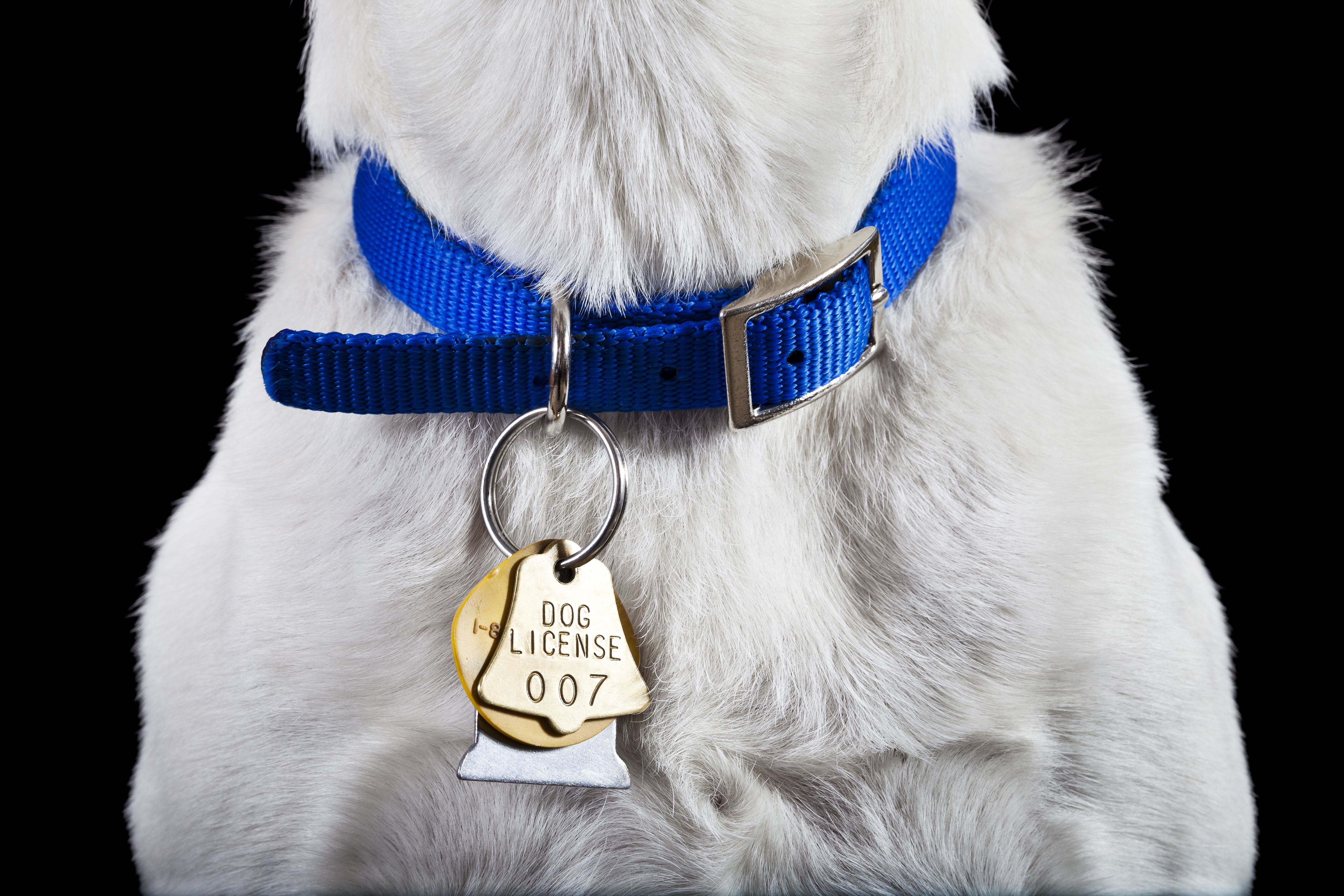Dog collar with license