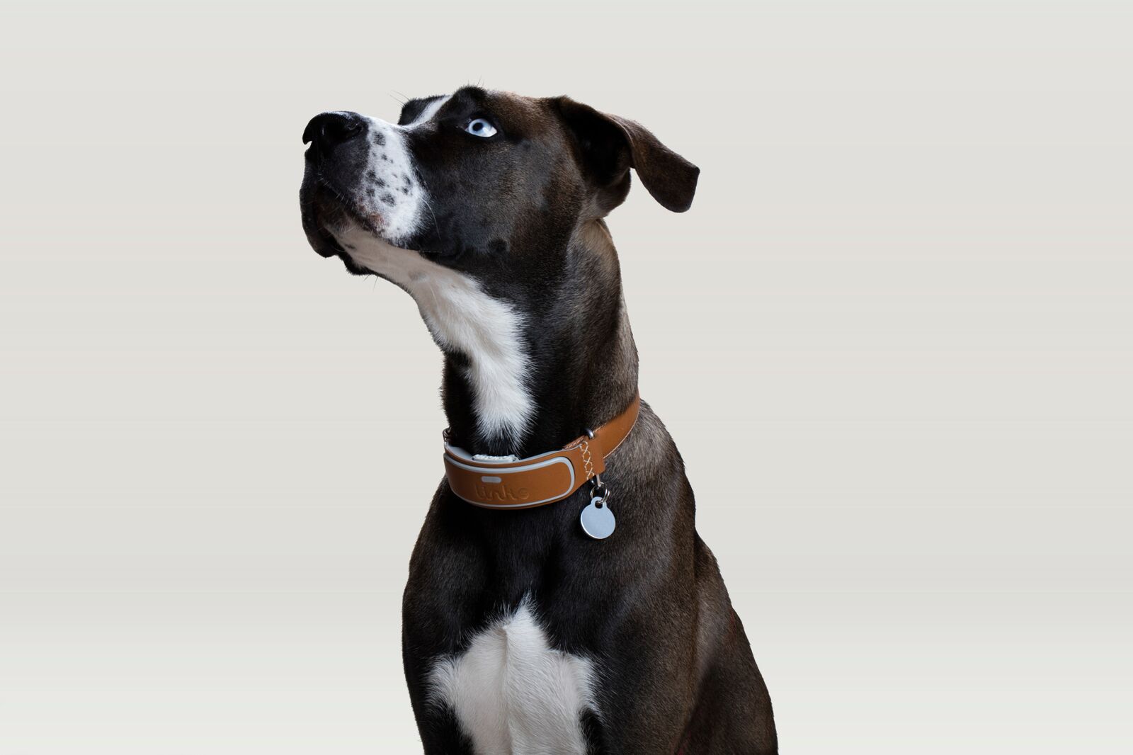 smart collar on dog