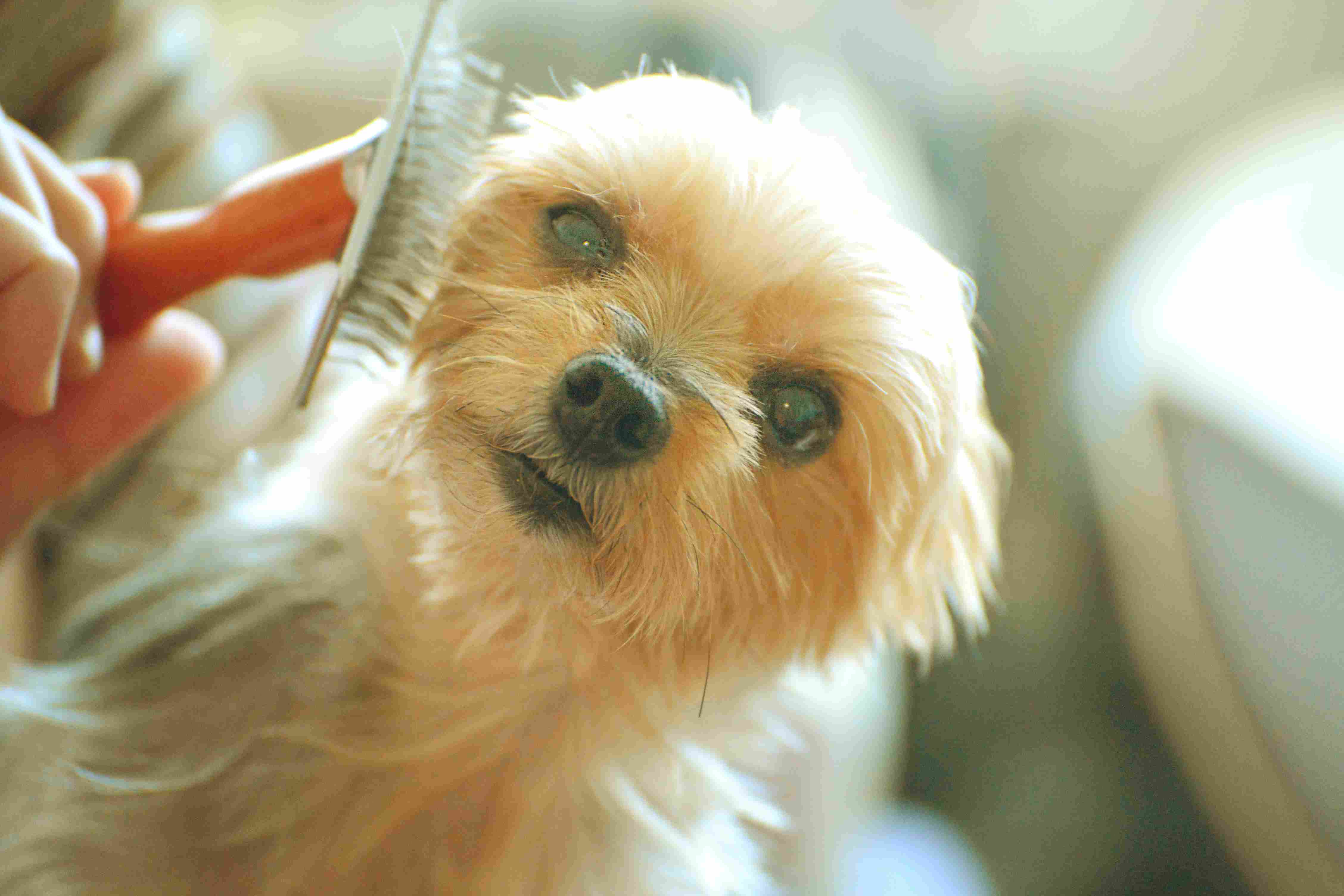 Yorkie gets her hair brushed