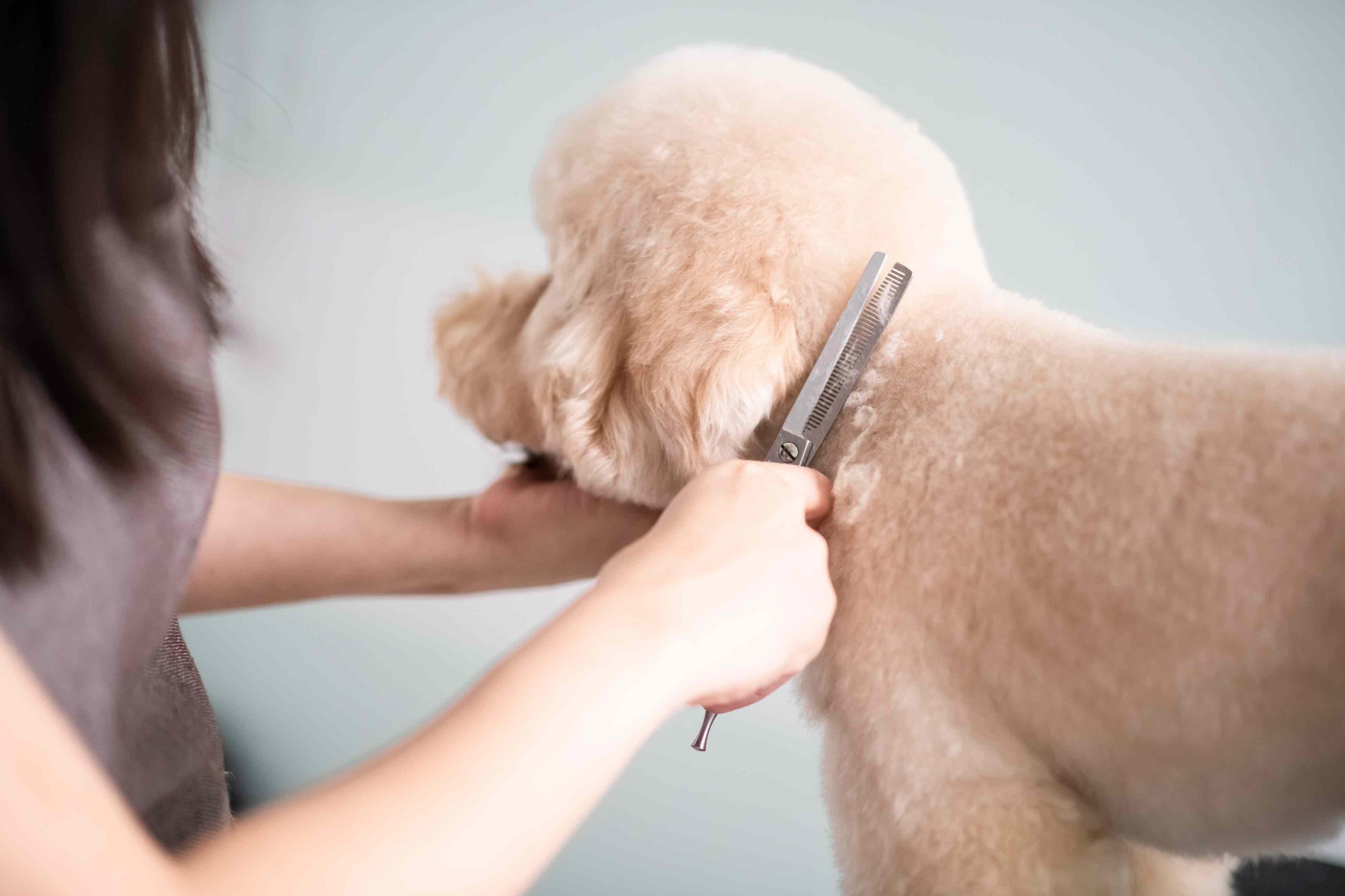 asian chinese female pet groomer with apron grooming a brown color toy poodle dog
