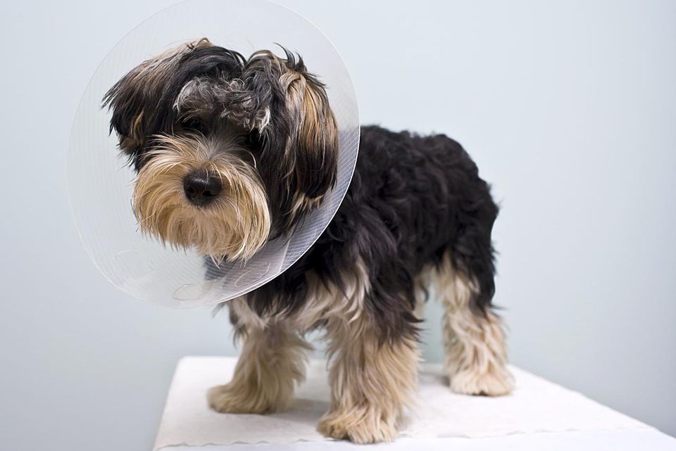 eight month old puppy with a cone on his neck protecting him from licking the area where he was neutered