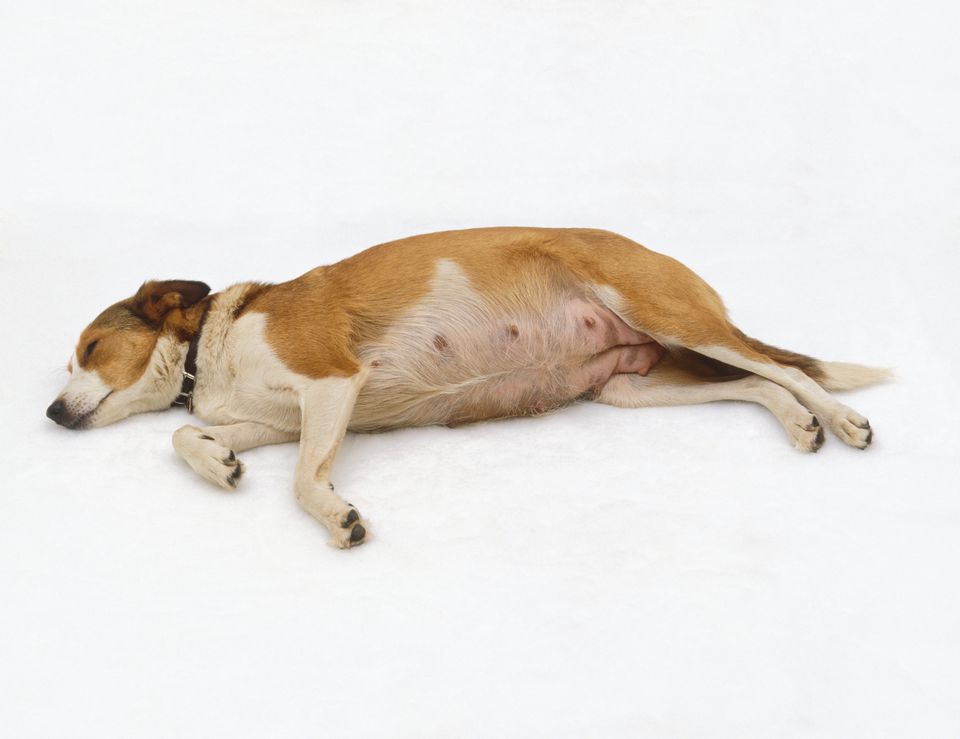 pregnant dog lying on side