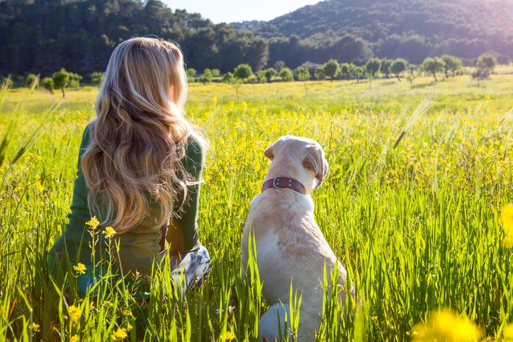 Rear view of mature woman and labrador retriever sitting in sunlit wildflower meadow