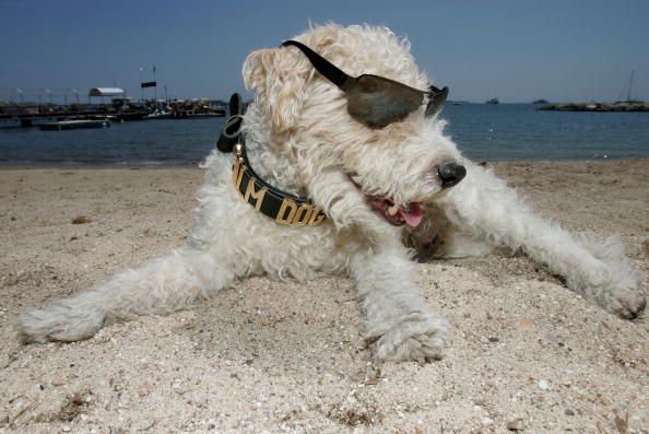 A beach dog on vacation