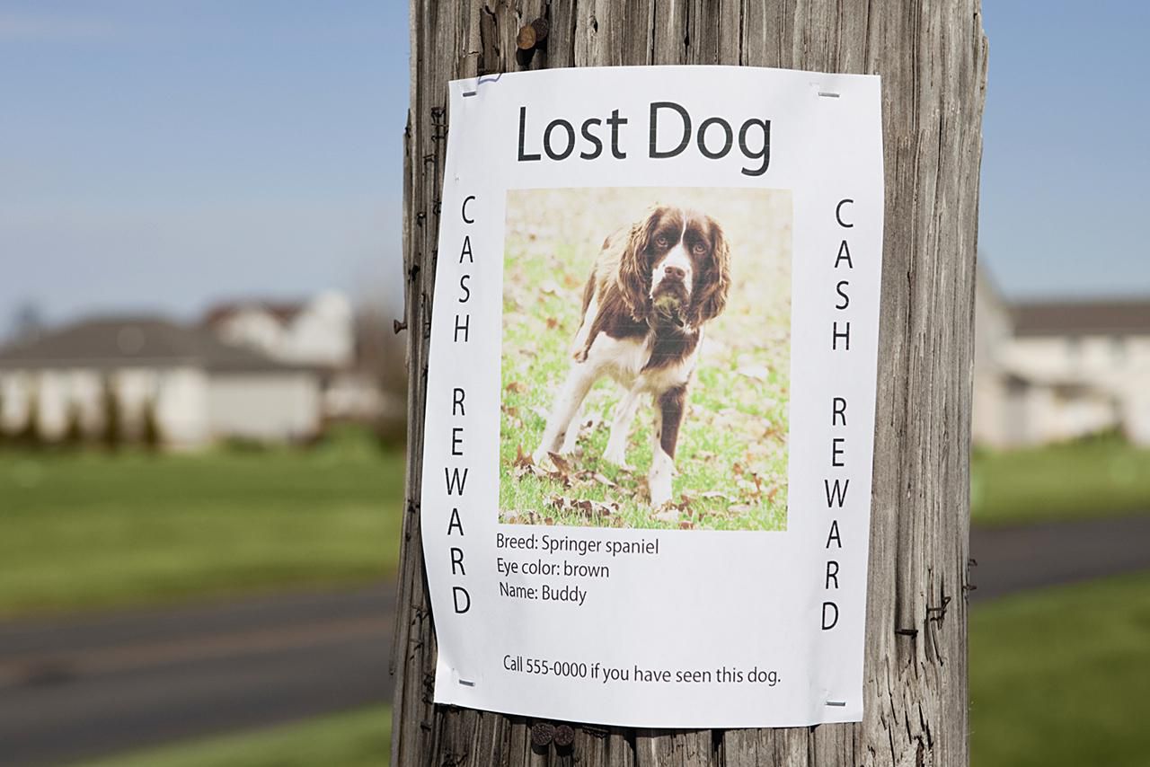 Lost dog post